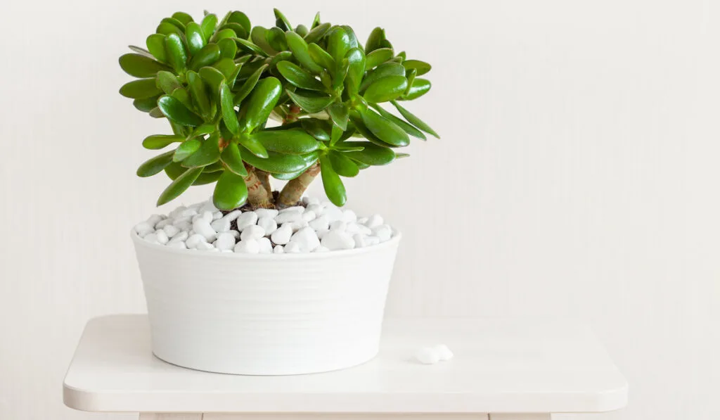 Houseplant Crassula ovata, jade plant in white pot on white table