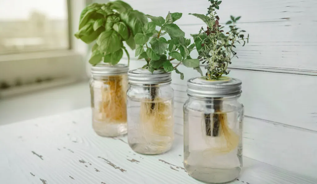 Hydroponics diy gardening indoor, fresh herbs harvest at kitchen countertop using hydroponic method jars