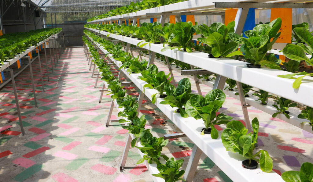 Hydroponic technique of growing lettuce, hydroponic vegetable farming concept