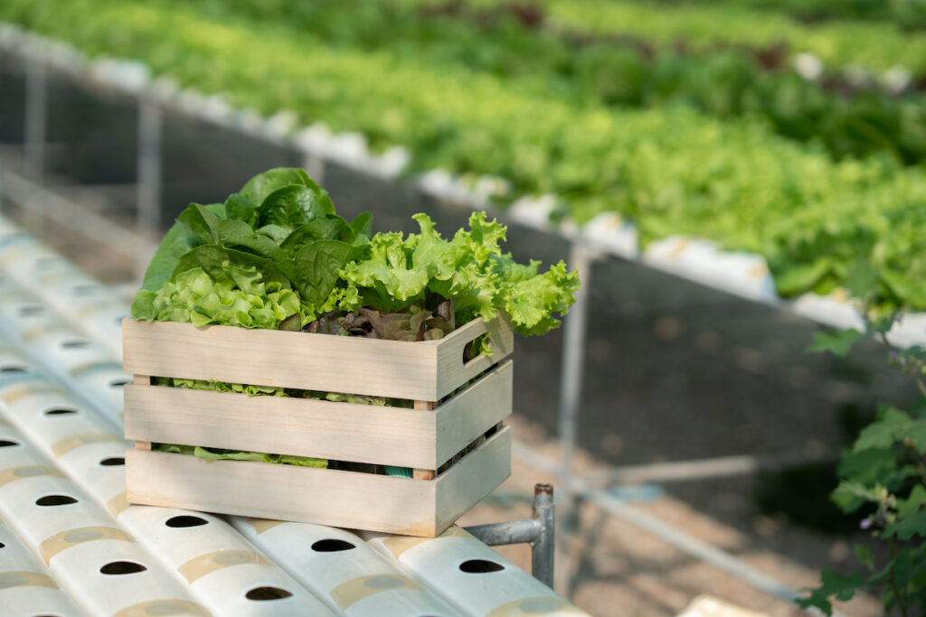Hydroponic vegetable concept, fresh lettuce in wooden basket and plants growing in hydroponic system