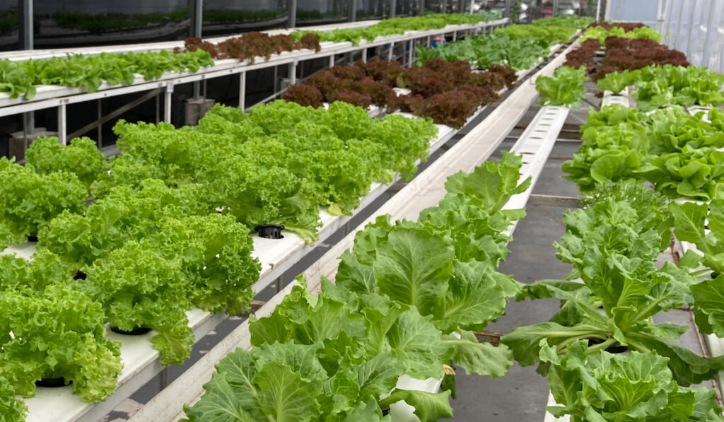Hydroponically grown loose-leaf lettuce in greenhouse