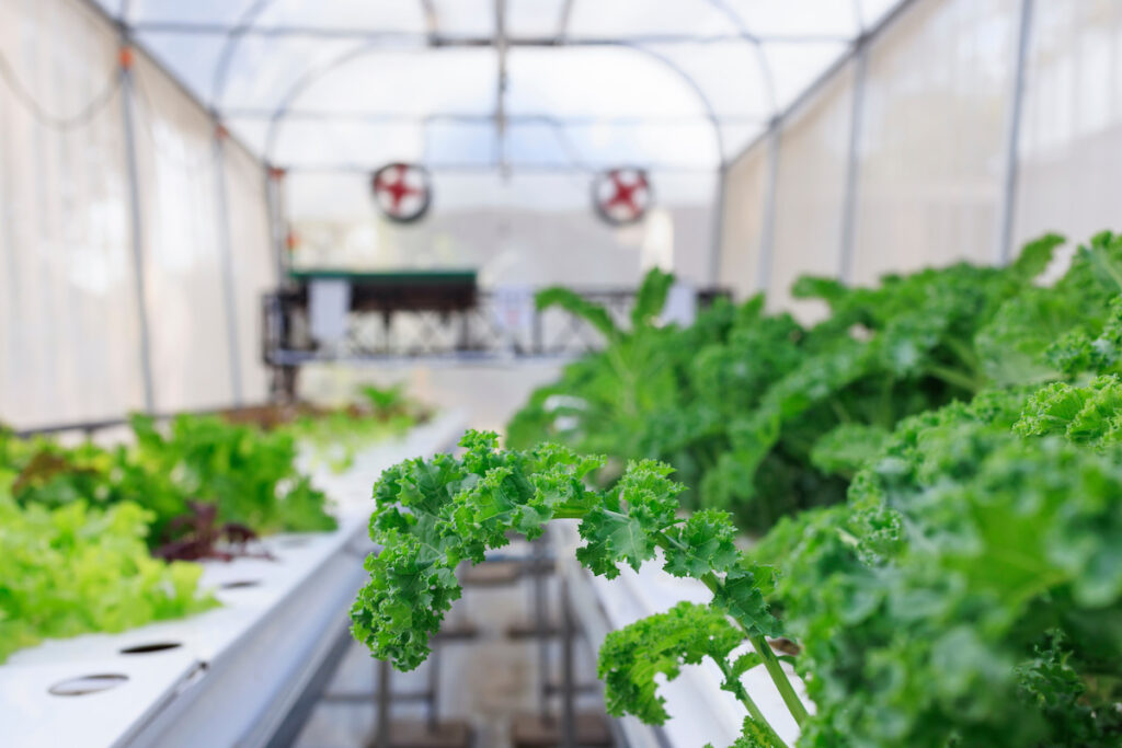 Kale leaves vegetable cultivation in greenhouses by hydroponic system