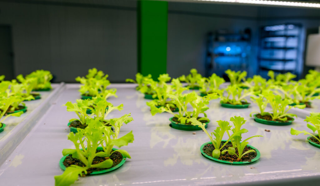 Led lamps shine on green leaves of microgreens in hydroponic pots system