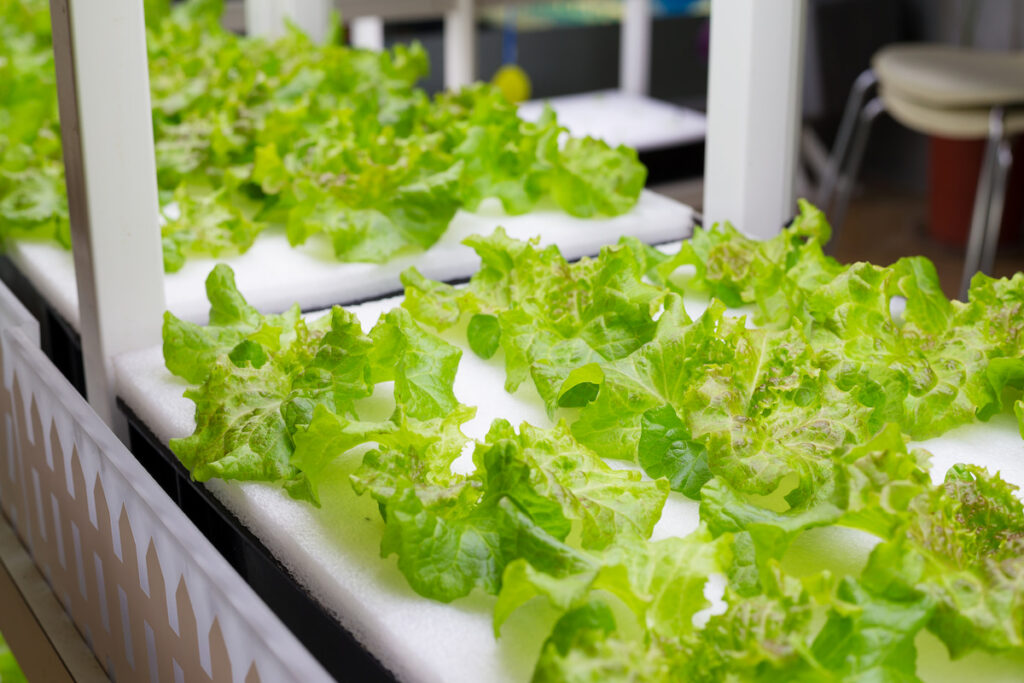 Lettuce cultivated in hydroponic system at indoor

