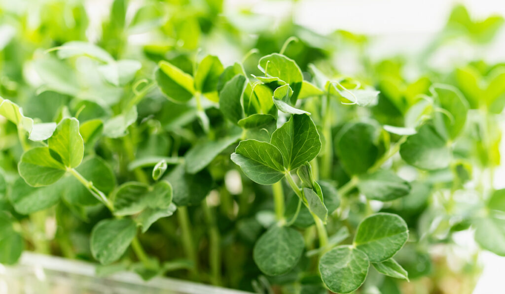 Microgreen foliage background, pea leaf sprout vegetables