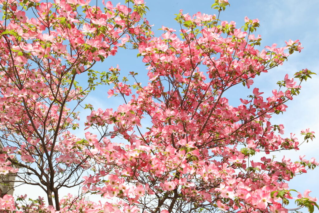 Pink Dogwood blossoms 