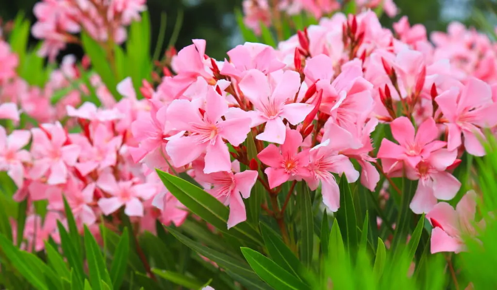 Pink Oleander