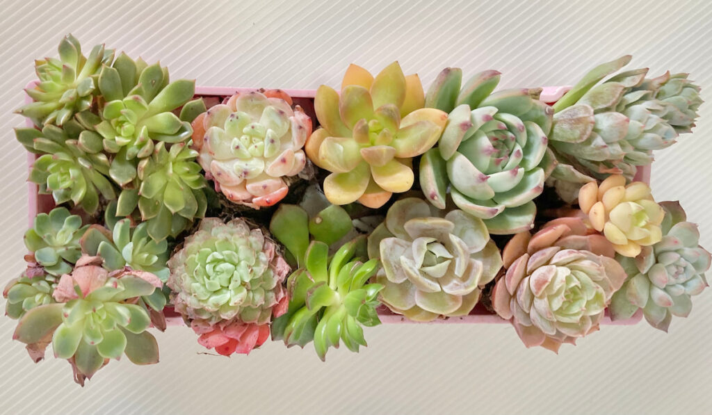 Rectangular box of different colourful succulents on light background