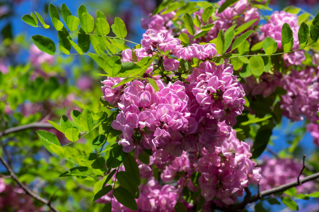 Robinia pseudoacacia tree in bloom, purple robe cultivation flowering bunch of flowers, green leaves in sunlight