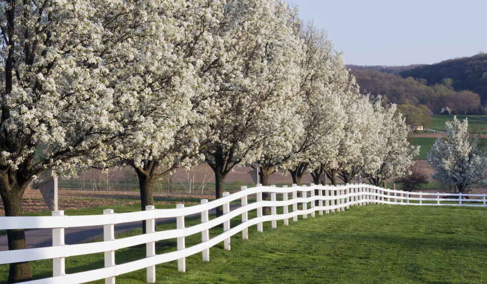 9 Beautiful Trees for Your Driveway - Crate and Basket