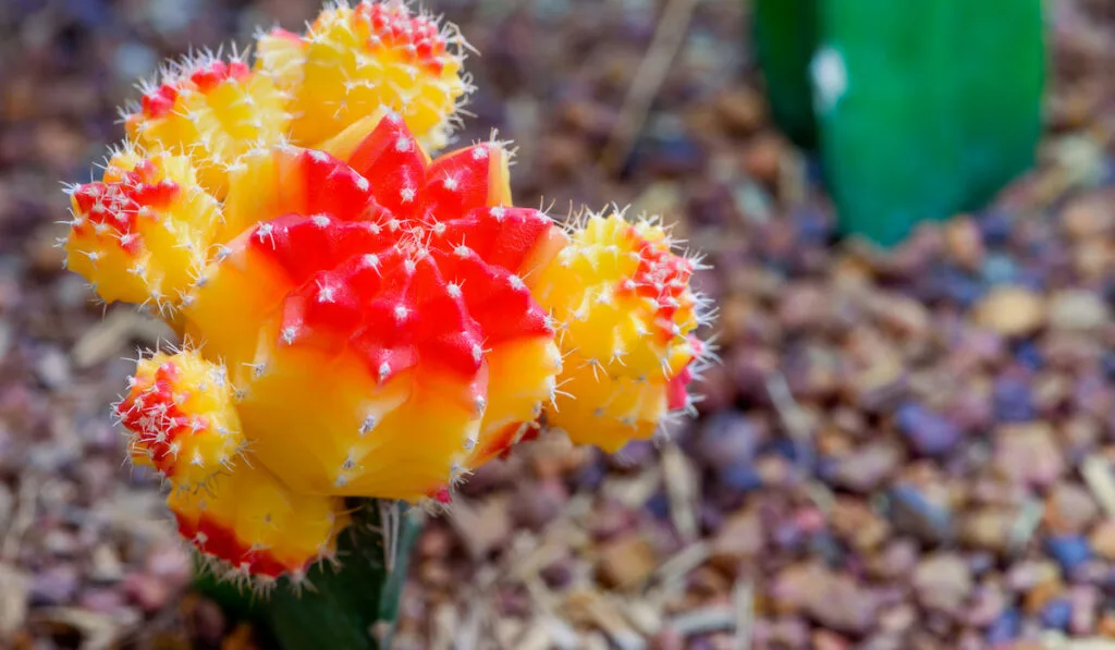 Small cactus plant with beautiful yellow and red flower blossom on its tree of Ruby Ball grafted cactus