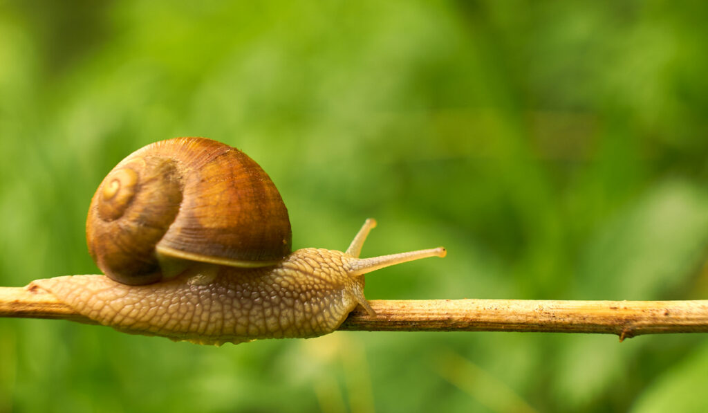 Snail crawls on the lead on green blurry background