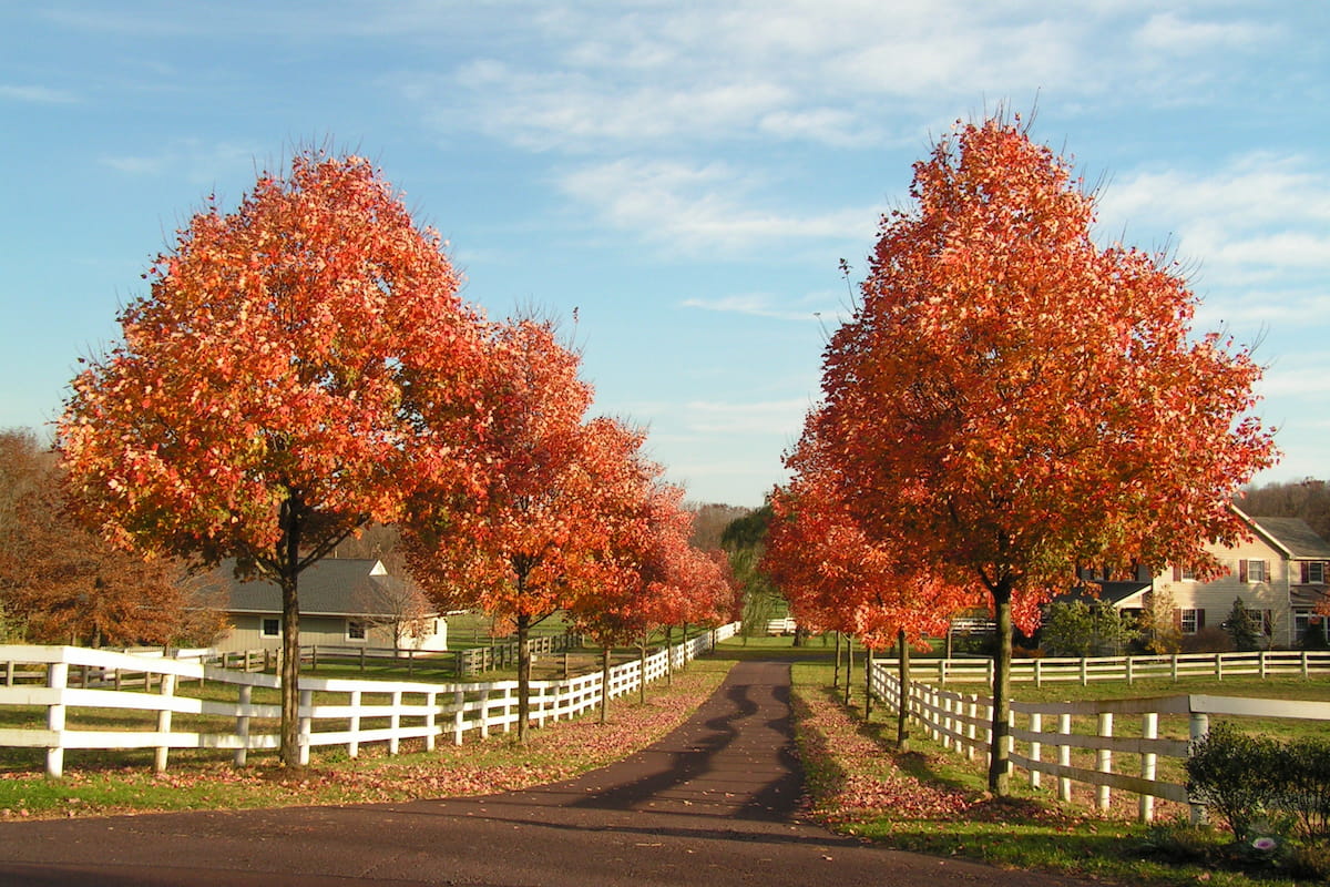 9 Beautiful Trees for Your Driveway - Crate and Basket