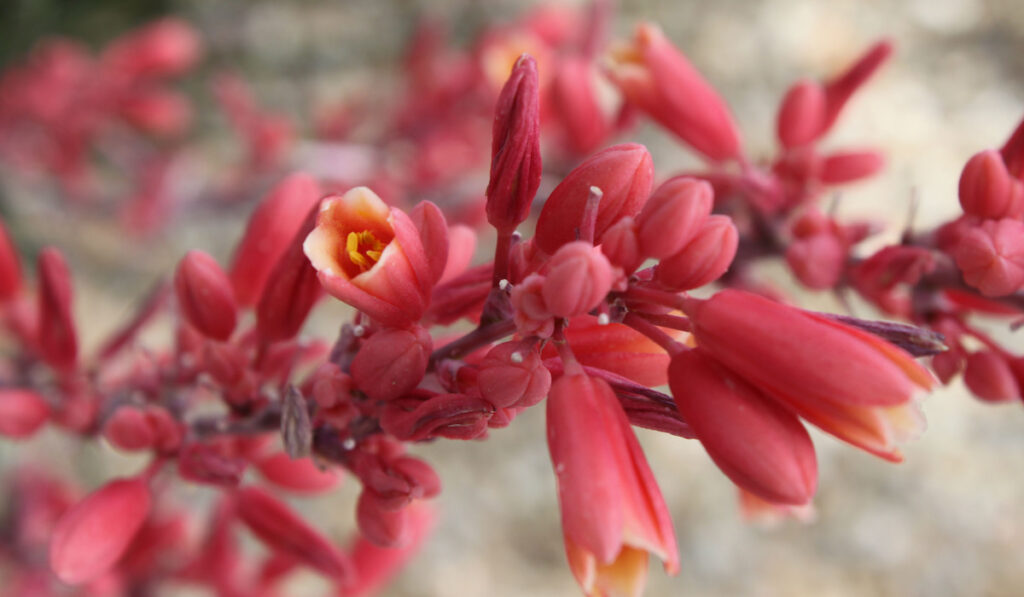 Tiny flowers and buds on red yucca stalks