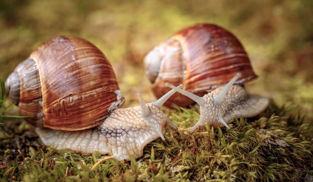 Two Helix pomatia also known as Roan snails on the garden ground
