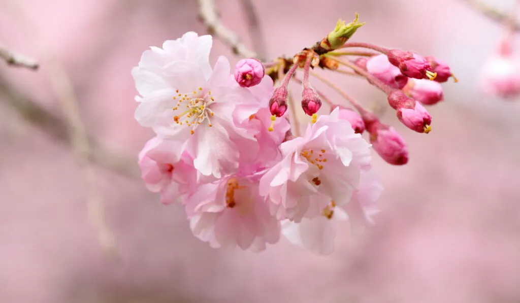 Weeping-Cherry-Blossoms