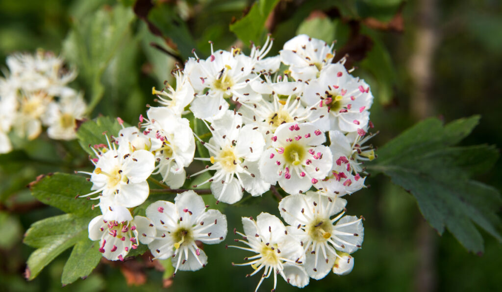 White flowers of Crataegus monogyna, also known as common hawthorn flower tree