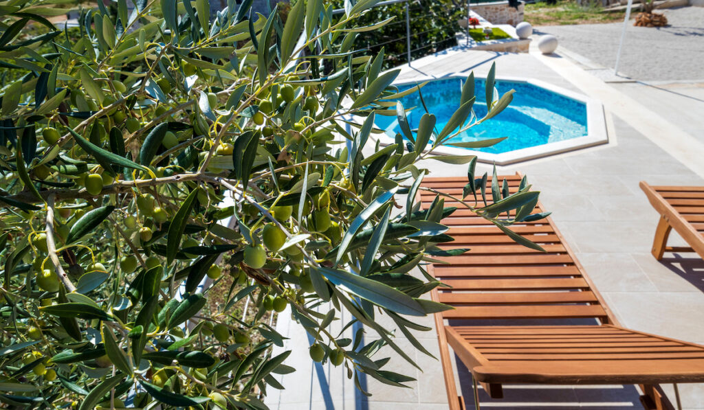 Wooden deck chair near pool and olive tree background view