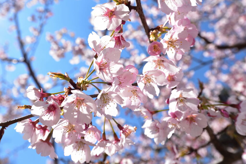 Yoshino Cherry blossom 