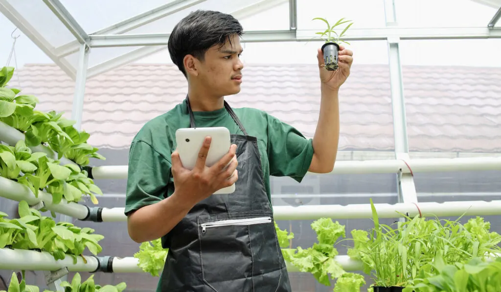 Young farmer in casual style apron holding a tablet and looking at a little pot of hydroponic vegetable at greenhouse