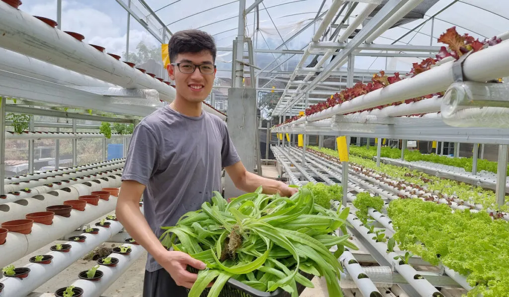 Young man holding a basket of fresh vegetables in hydroponic farm in greenhouse