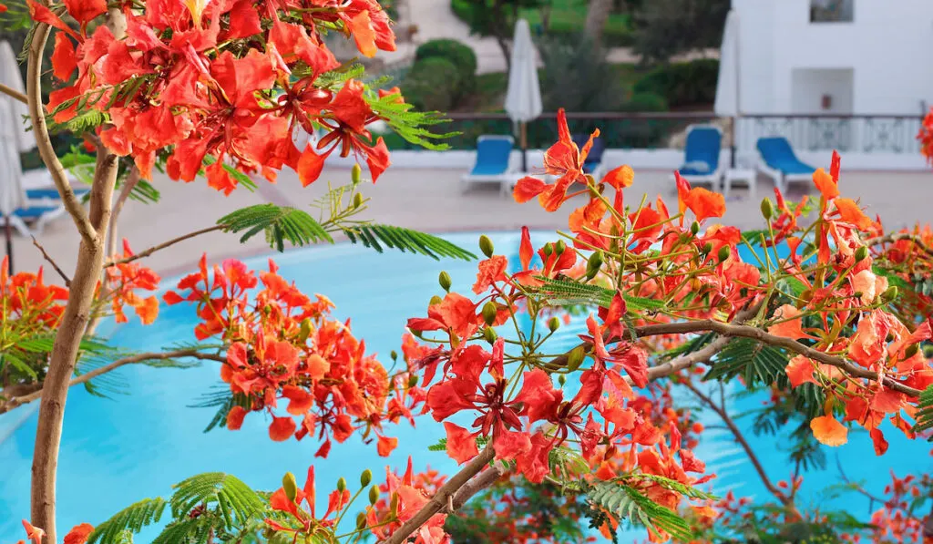 acacia flowers in a tropical garden with swimming pool
