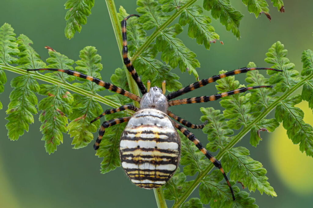 banded garden spider 