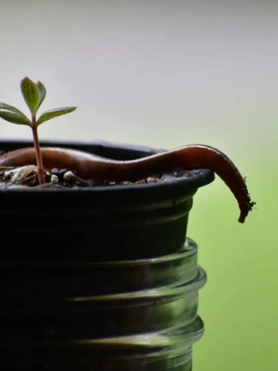 A worm crawling out a black garden pot