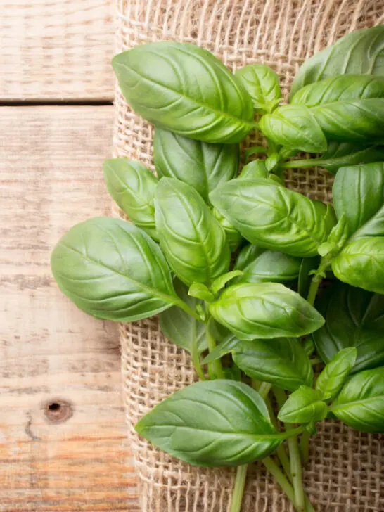 Bunch fresh basil on a wooden background - ee230413