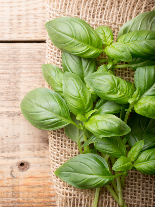 7 Tips for Growing Basil - Crate and Basket