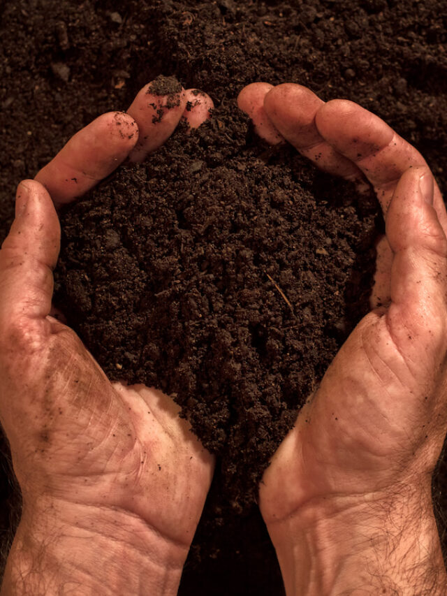Why Does Topsoil Smell?
