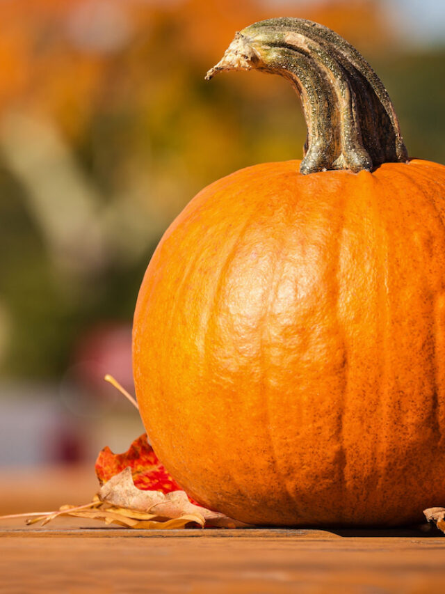 Tips for Growing Pumpkins