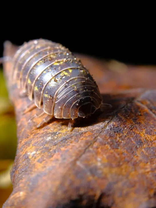 Purple Roly Poly pill bug on green rock in macro close up photo - ss230420
