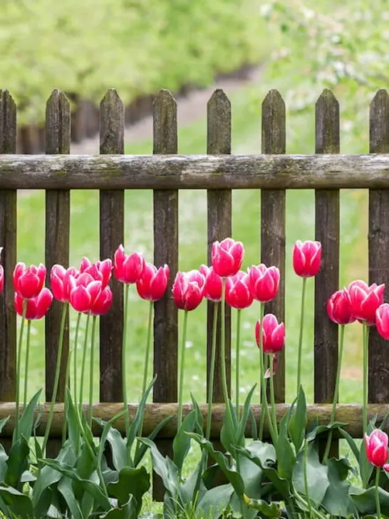 Red tulips at garden fence