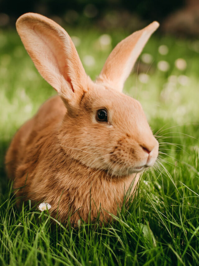 How to Keep Rabbits Out of the Garden