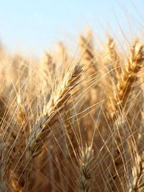barley field closeup