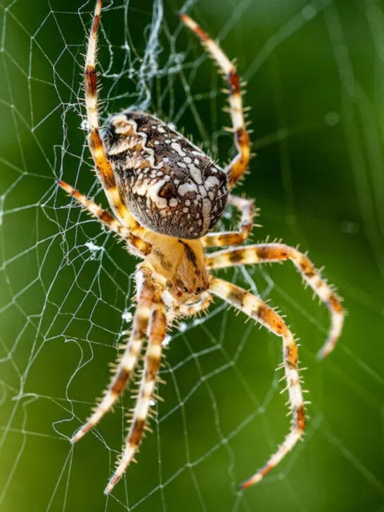closeup of a garden spider