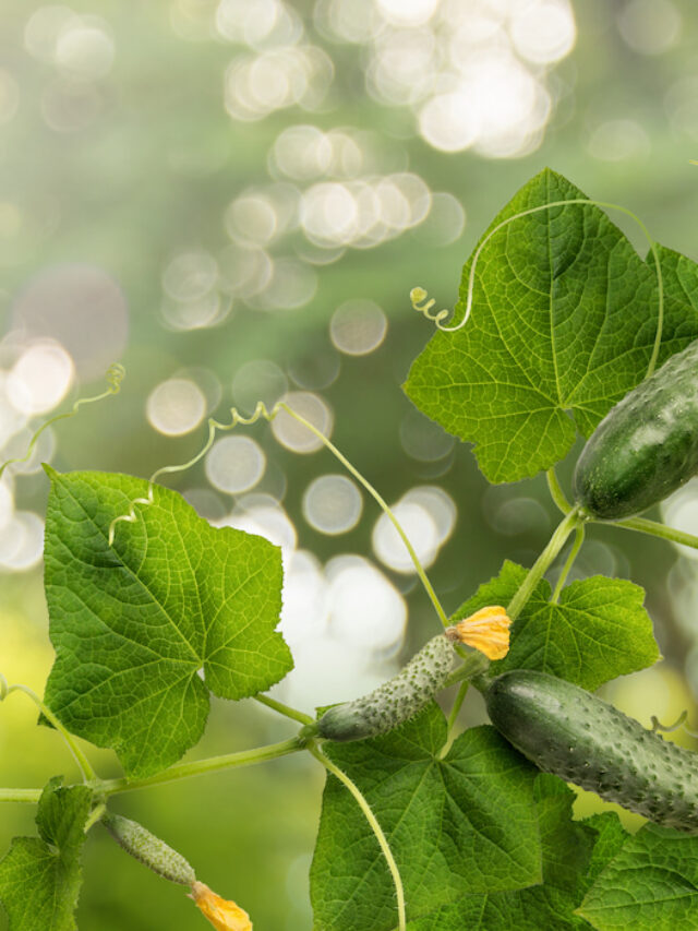 Growing Cucumbers in Raised Beds