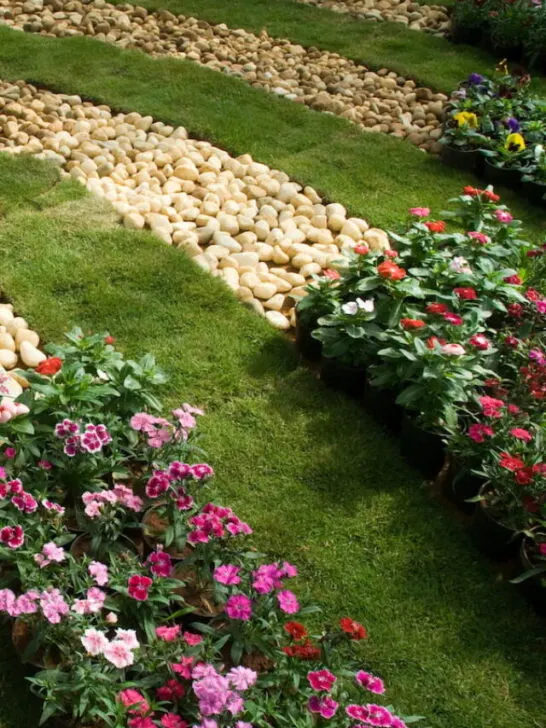 garden plants designed with pebbles