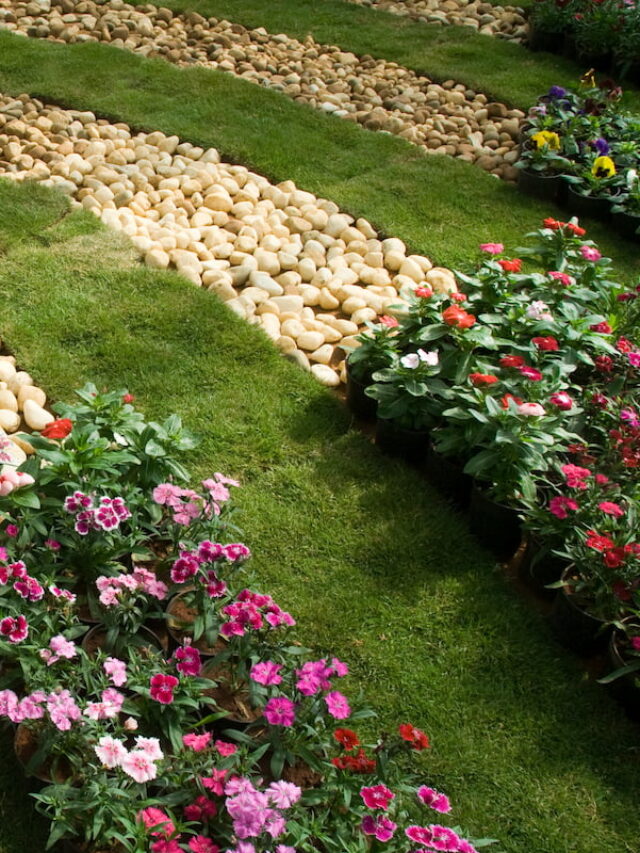 Can Plants Grow Through Pebbles
