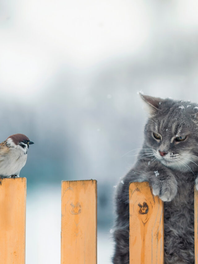 How High Should Your Garden Fence Be