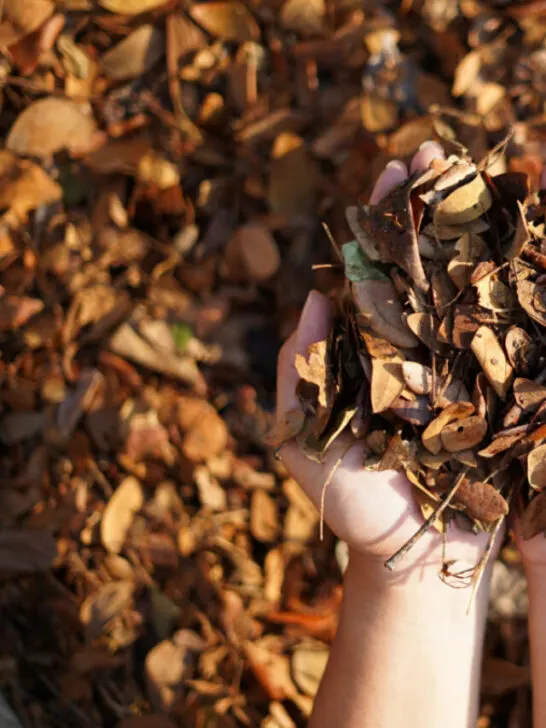 piled of dried leave on the hands