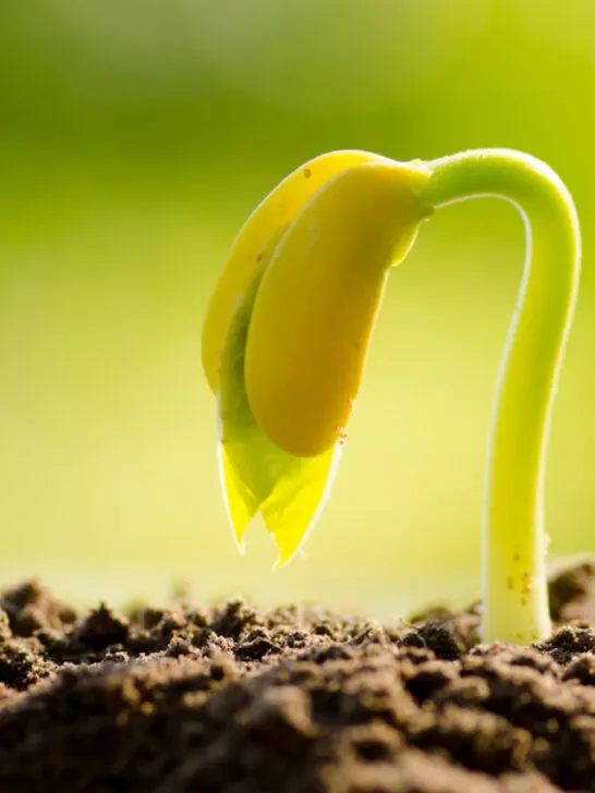 sprout coming from germination