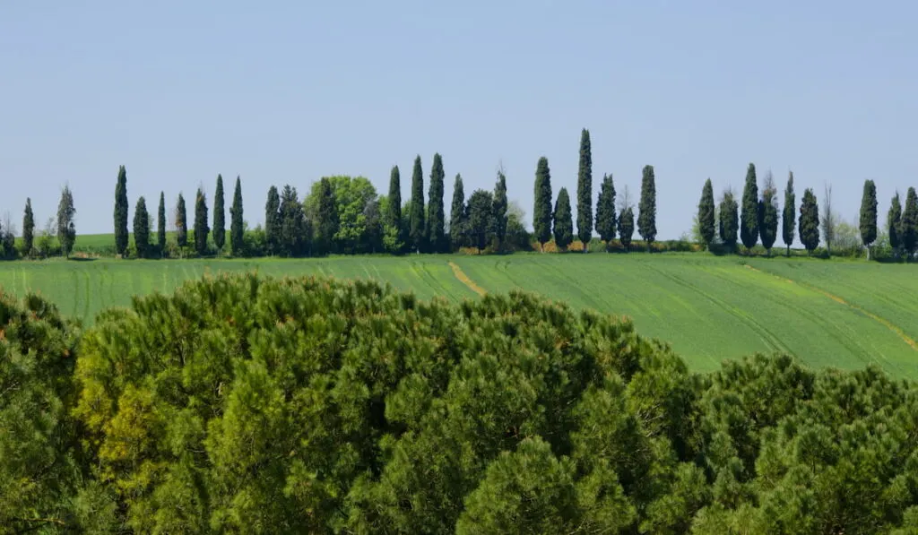 cypress trees lining a driveway