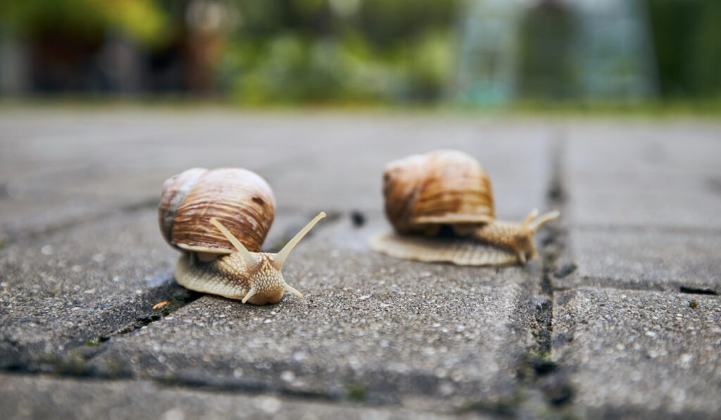 two crawling snails on pavement in garden.