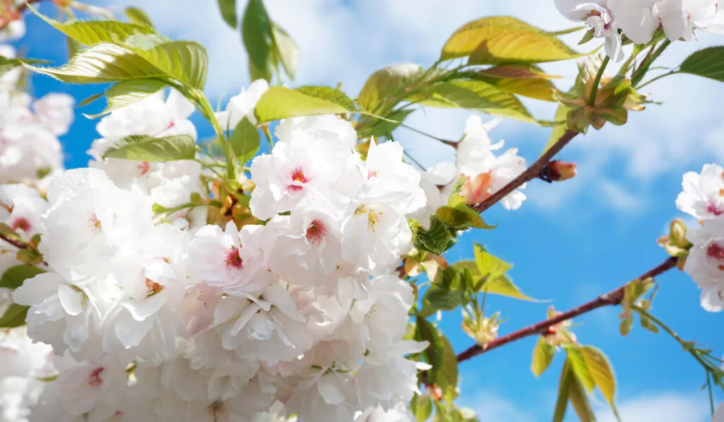 yoshino cherry blooming white flowers against blue sky