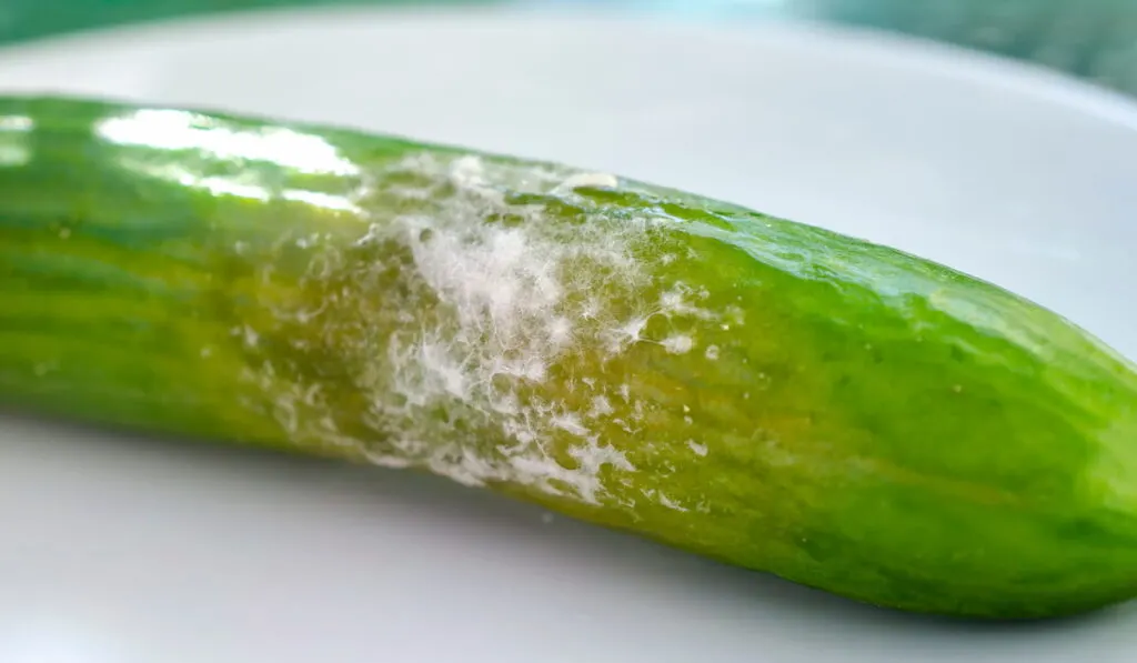 cucumber with molds