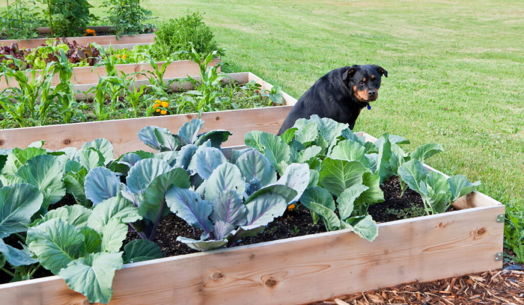 A female Rottweiler dog sitting amongst a row of raised vegetable gardens 