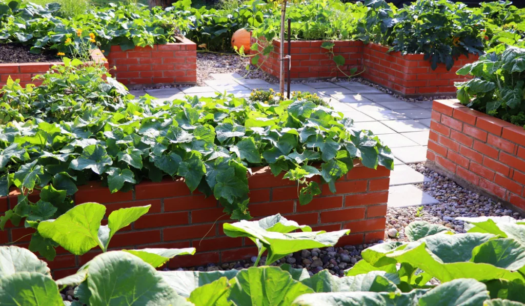 A modern vegetable garden with raised bricks beds . Raised beds gardening in an urban garden .
