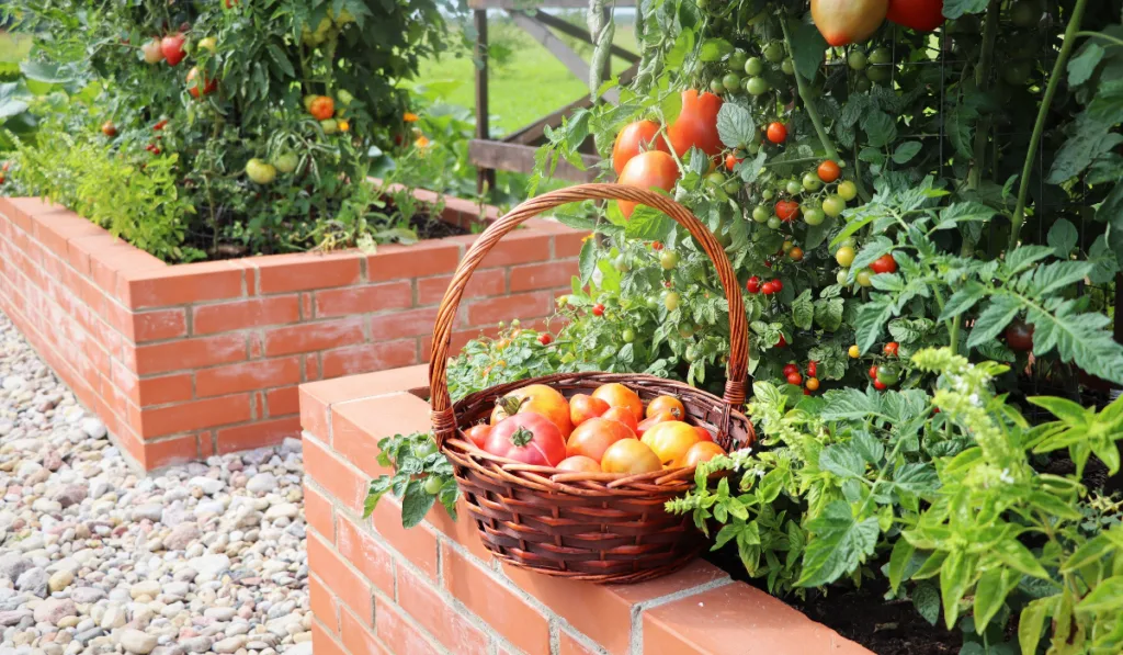 A modern vegetable garden with raised bricks beds .